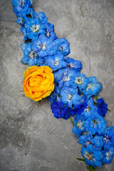 delphinium flowers with yellow rose laid out diagonally on gray concrete background close-up
