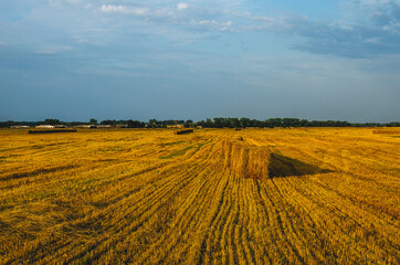 Fototapeta premium Big round bales of straw in the meadow