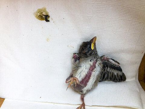 Rescued baby bird with broken wing lying on the back