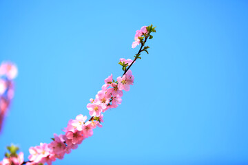 the plum trees bloom, Peach blossoms in bloom