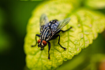 Macro image of green plant in the big garden