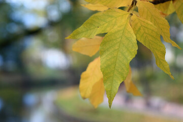 autumn leaves in the sun