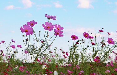 秋風に揺れるコスモス　風景　空