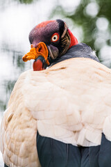 Portrait of King Vulture - Sarcoramphus papa - living in captivity