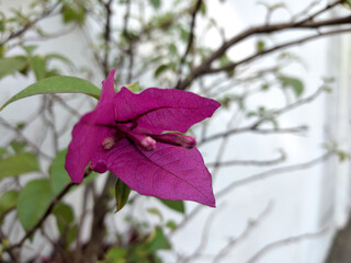 pink and green leaves