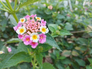 pink and white flower