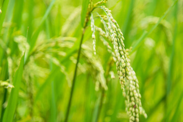 Fototapeta na wymiar close up of paddy green rice field