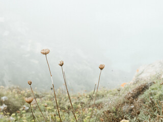 field of poppy flowers