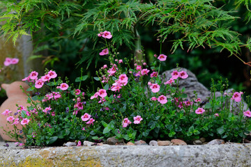 Zierpflanze mit rosa Blüten und Fächerahorn im Garten