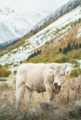 cow in the mountains