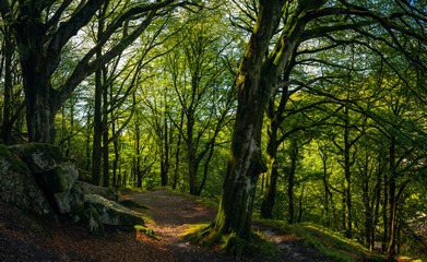 Fototapeta premium Panorama of forest in the Burrator Reservoir - Dartmoor National Park in Devon in England in Europe
