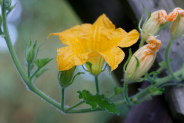 Kalebasse mit gelber Blüte, Kulturpflanze, Rankgewächs