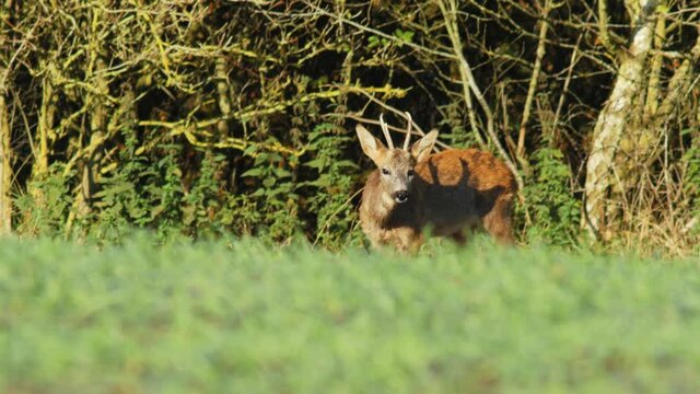 Roe Deer Buck In The Outskirts Of The Forrest In Jutland, Denmark, Fall of 2020	