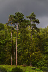 Tall spruce trees against the background of the autumn botanical garden
