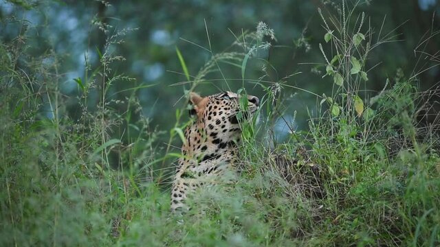 wild male indian leopard or panther in action taking yawn in natural green background and blue sky during dusk at jhalana forest or leopard reserve jaipur rajasthan india - panthera pardus fusca