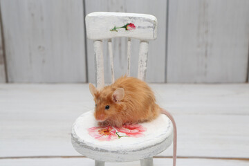 Long haired red decorative satin little mouse. Home animal, fun pet. Lovely mice. Red mice on white...
