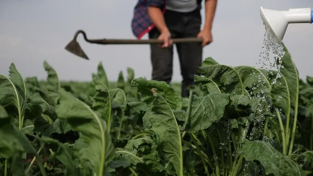 farmers hoe spud the crop in a green crop field. agribusiness agriculture farming concept. watered with a watering can irrigation of green field foliage. farmers lifestyle work in field harvest crop