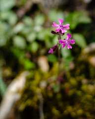 Low depth of field image of clammy campion flower in the wild