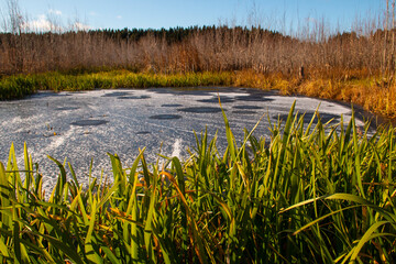 Frozen pond after a night frost. Green grass surrounds a small pond of ice, and a forest darkens on the horizon.