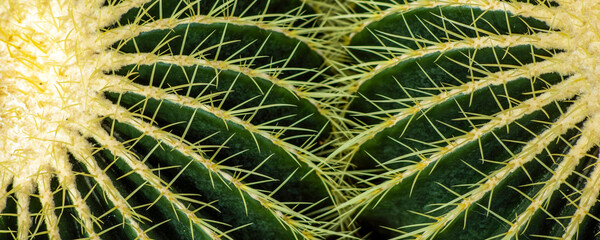 Close up of globe shaped cactus with long thorns