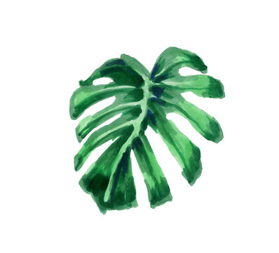 Tropical leaf. Botanical watercolor illustration. the monstera leaf is isolated on a white background. Book illustrations, textiles, packaging, curtains, postcards, Wallpaper