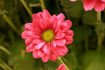 Chrysanthemum pink. Close-up. Blurred background. Top view.
