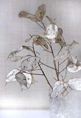 Bouquet of dried Lunaria flowers on a blurred background