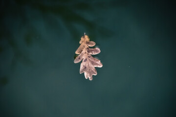 fallen oak leaf on the mirror surface of the lake