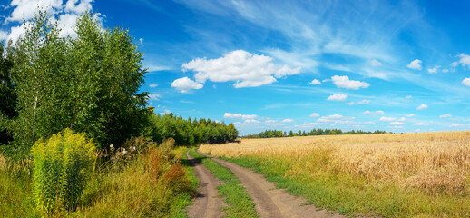 Fototapeta na wymiar Bright summer landscape with rural road and treelined ripening wheat field.