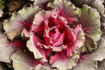 Pink ornamental cabbage. Close-up. Top view
