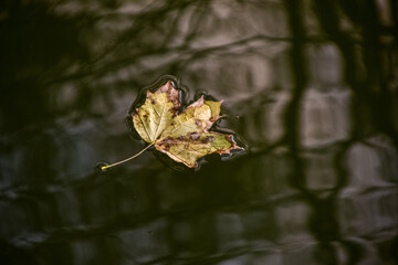 wedge, yellow leaf on the mirror surface of the lake
