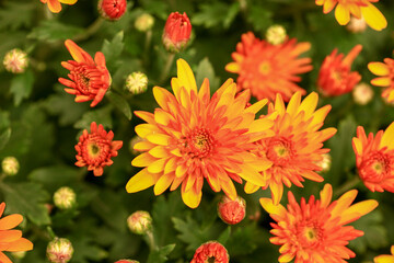 Orange chrysanthemum. On a blurred floral background. Close-up. Top view.