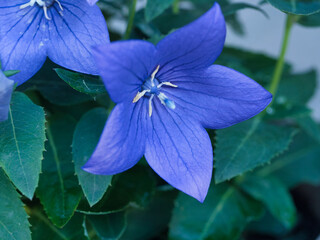 OLYMPUS DIGITAL CAMERA 桔梗