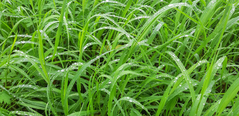 Green grass with raindrops background wallpaper