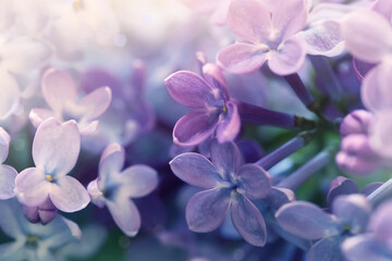 close up of cute lilac flowers, beauty in nature - 386615738