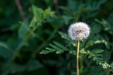 white dandalion in the green grass