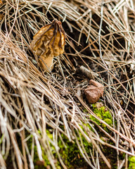 Low depth of field image of yellow morel mushroom among pine needles in the forest