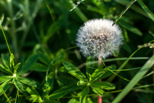 white dandalion in the green grass