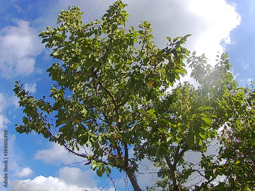 Wall mural tree and sky