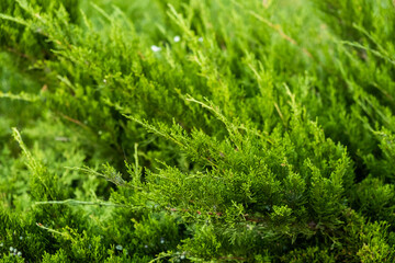 background of greenery and leaves close-up on a sunny day