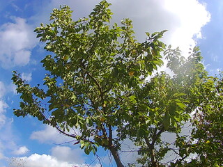 tree and sky