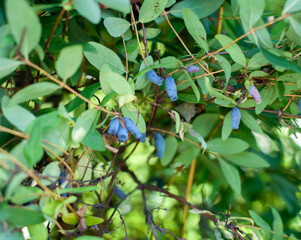 blue and green background with a honeysuckle berry on a branch