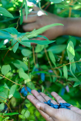 picking fresh organic honeysuckle berry 
