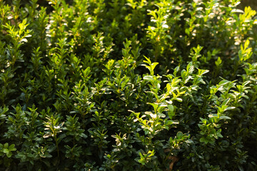 background of greenery and leaves close-up on a sunny day