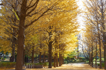 Fototapeta premium 黄色く色づいたｲﾁｮｳ並木の公園
