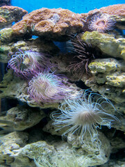 coral reef in the sea with jellyfishes