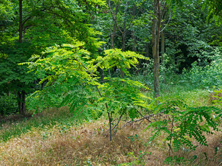 Young Acacia Is Illuminated by The Bright Summer Sun. It Grows in A Clearing Surrounded by A Sea of Greenery. The Grass Has Withered and Turned Yellow in Places