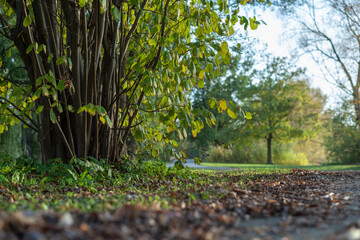 herbstliches Laub im Park um den Südsee in Braunschweig