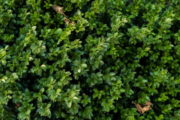 background of greenery and leaves close-up on a sunny day