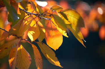 逆光に輝く秋色の桜葉